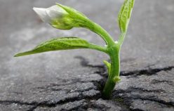 Une fleur dans le bitume