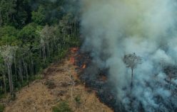 Lettre à l’Amazonie