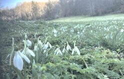 Ce que peuvent les perce-neiges